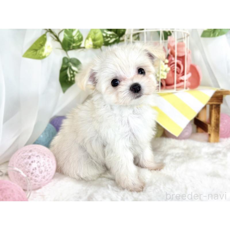 成約済の滋賀県のチワマル:チワワ×マルチーズ-410369の3枚目